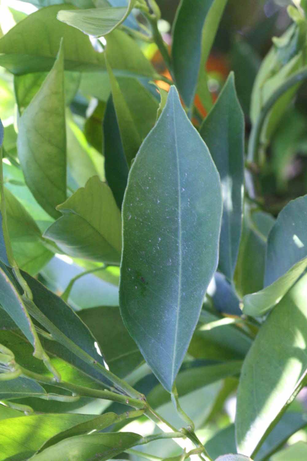              Unifoliolate leaf (Riverside, CA)       